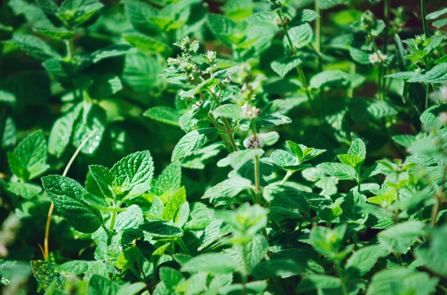 Ezt az 5 gyógynövényt júliusban érdemes begyűjteni