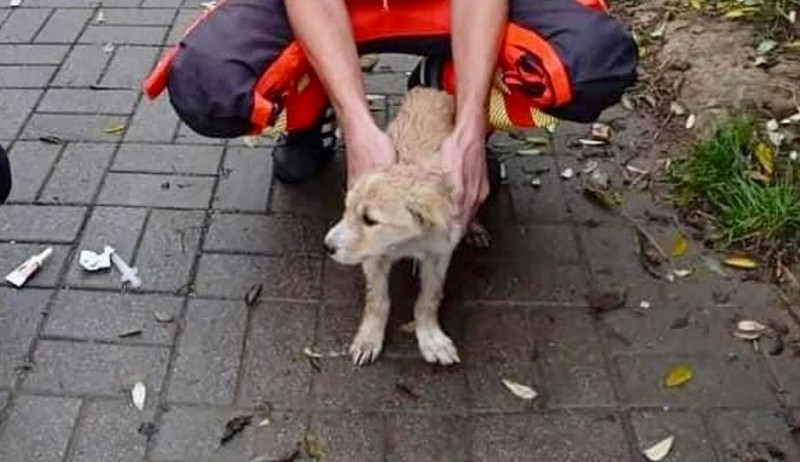 Út szélén hagyott kiskutyát fogadtak örökbe a mentősök