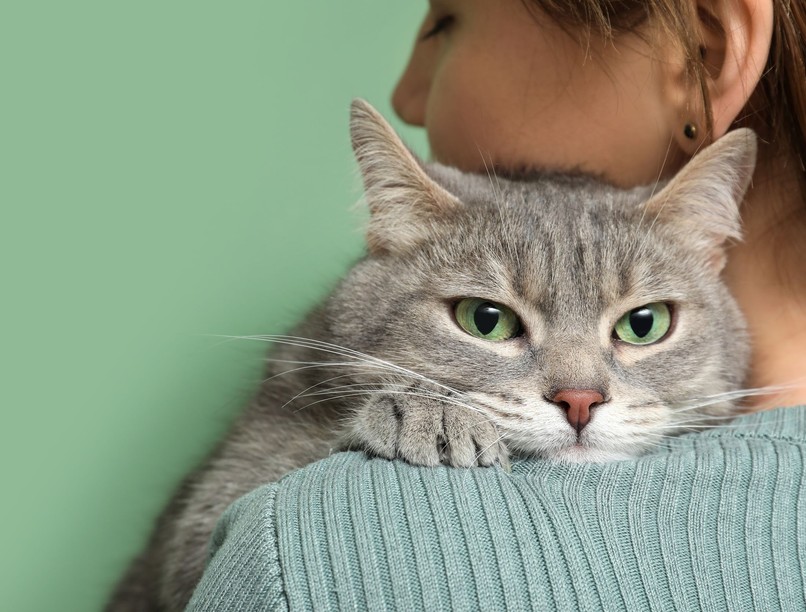 fertőző betegségek macska galandféreg ember