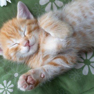 Így értelmezze macskája testbeszédét című cikk nyitóképe