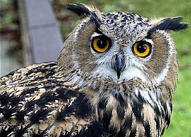 Kávé, alvás, korán kelés