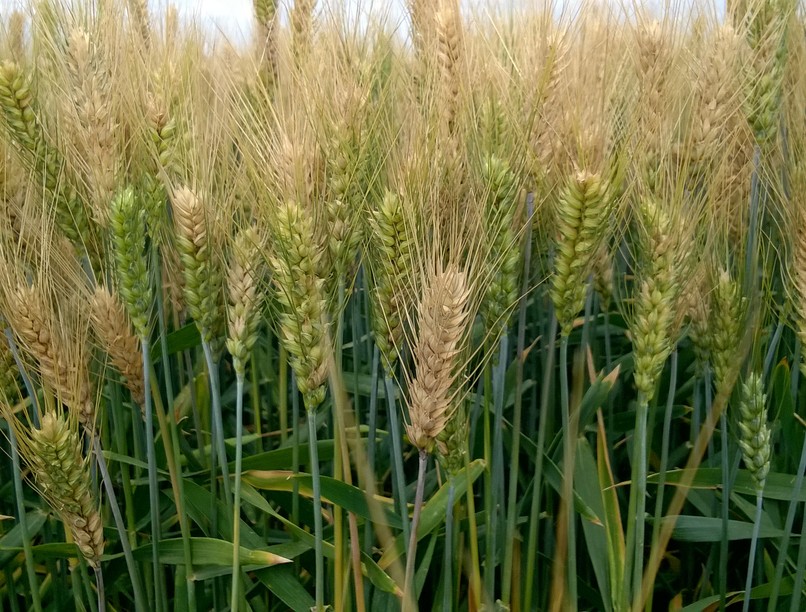 Természetes-Fusarium-fertőzés-őszi-búzán