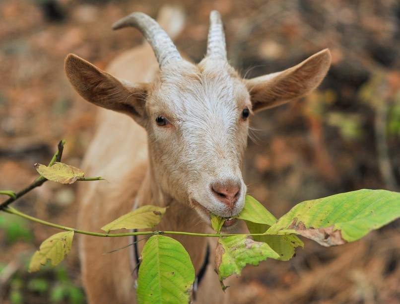 kecske nébih zala pestis