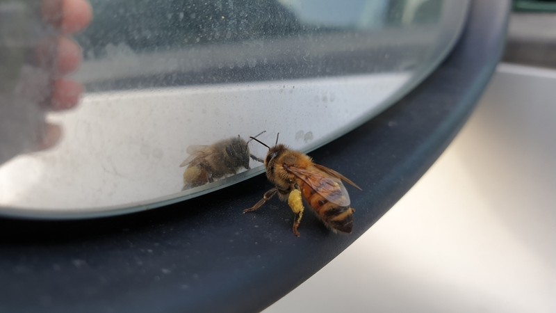 Vezetés közben megcsípte a méh a sofőrt, miskolci rendőrök mentették meg az életét