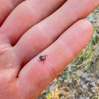 Kiderült, mi a kullancsok titkos fegyvere: ezért veszélyes már egyetlen csípés is! című cikk nyitóképe