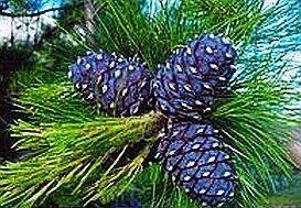 Prognózis a szakmából: az idei pollenszezon