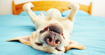 6 hihetetlen alvási pozíció kutyáknál: ez a jelentése a különös pózoknak!