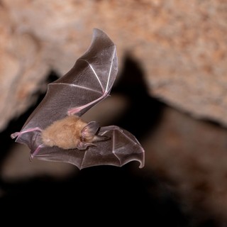 Megsérült a gyerekem denevérek lakta helyen - mi a teendő? Az orvos válaszol című cikk nyitóképe