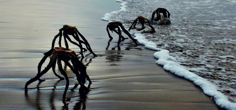Tengerből kimászó ufószerű lények okoztak pánikot - nevetni fog, ha megtudja mit fotóztak le