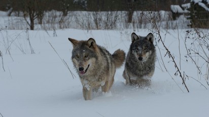 Radioaktív túlélők? Mit tanulhatunk a csernobili farkasoktól 40 évvel a katasztrófa után című cikk nyitóképe