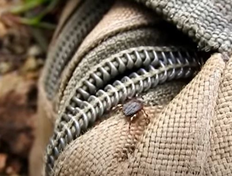 kullancs, Hyalomma kullancs, Magyarország, kullancscsípés