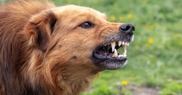 Ezt tegye, ha egy agresszív kutyával találkozik