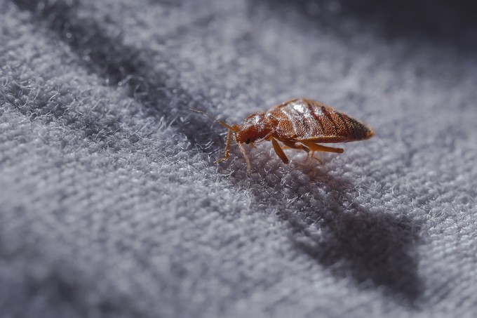 Miért gyakoribb az ágyi poloska csípése nyáron? című cikk nyitóképe