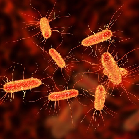 Ha E.coli baktériummal szennyezett ételt ettünk, mikor jelentkezhetnek a tünetek? Az orvos válaszol című cikk nyitóképe