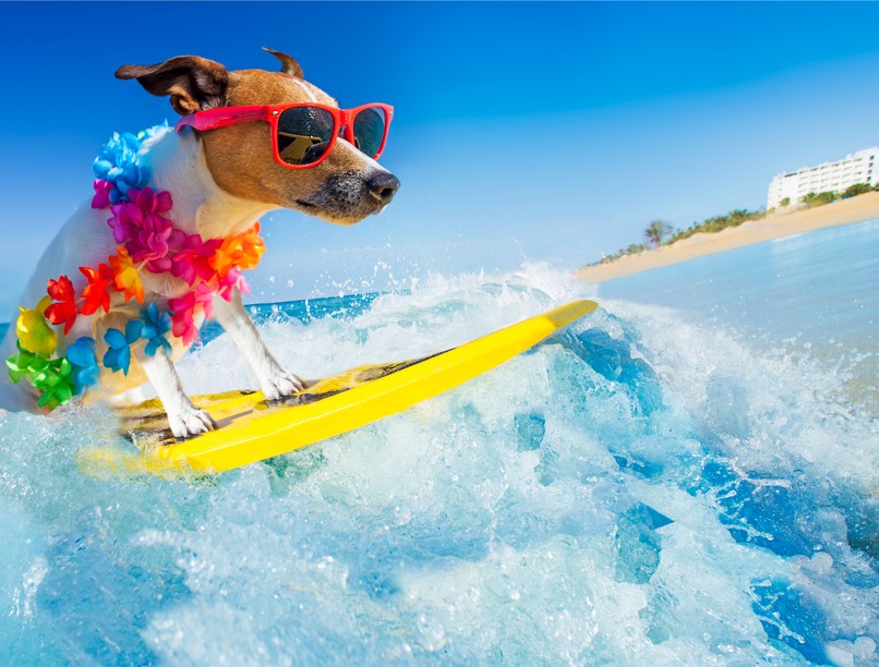 kutyabarát strand, kutyás strandok, kutyastrand, strand