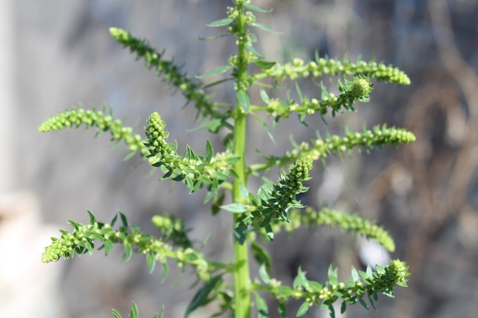 „Azt hittem, csak megfáztam” – a parlagfű-allergia mindent megváltoztatott a magyar kutató életében című cikk nyitóképe