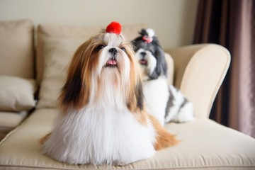 Shih Tzu