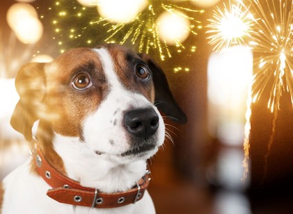 Felkészíthető-e a kutya a szilveszteri tűzijátékra? Igen – de nem az utolsó pillanatban című cikk nyitóképe