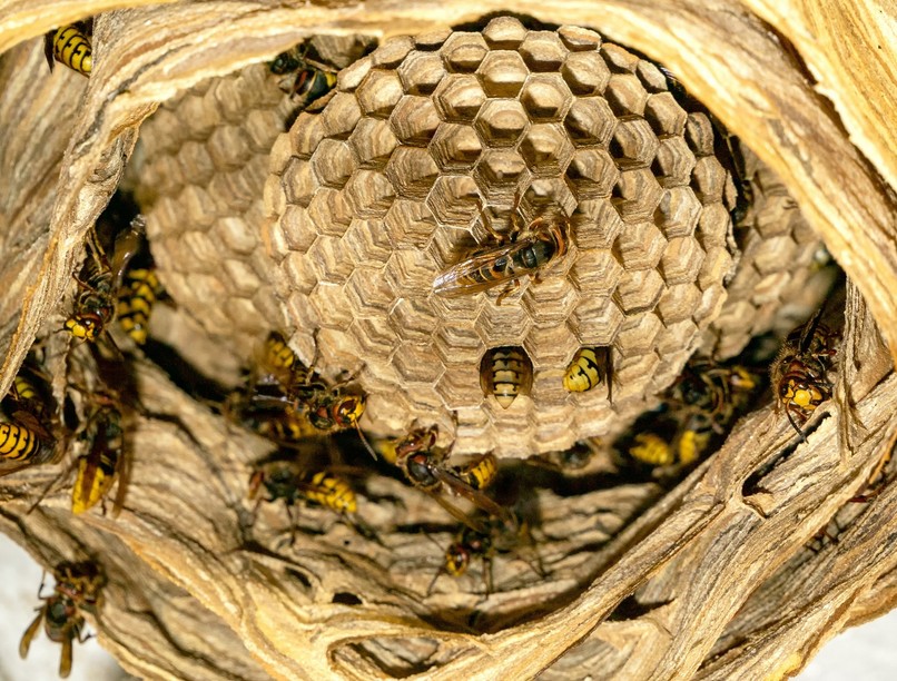 darázs, méh, csípés, irtás