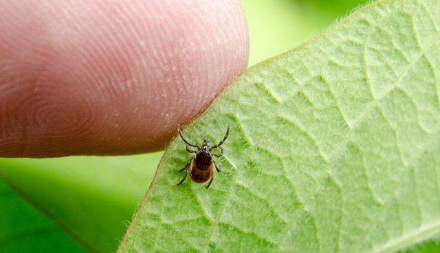 Ezeket a betegségeket a kullancsok terjesztik