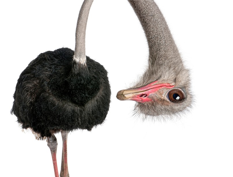 struccpolitika tudatlanság, kutatás, emberek, tettek következménye