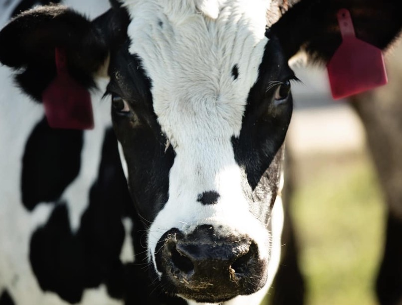 tehén, mentő, mentők, sürgősségi