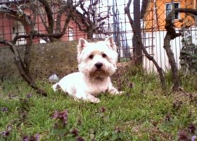 Kiszagolja a vastagbélrákot a japán kutya...?