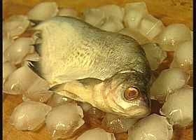 Stroke: a halfogyasztás csökkenti a kockázatot!