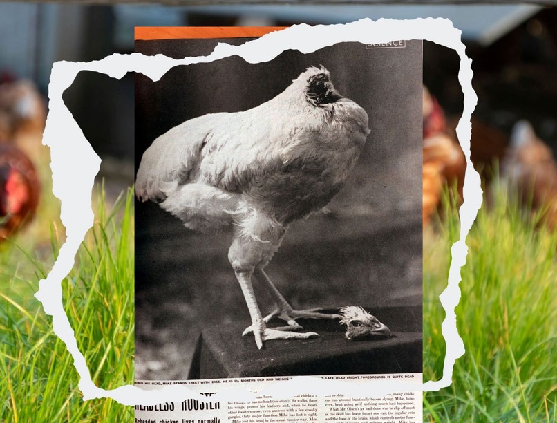 mike fej nélküli csirke 