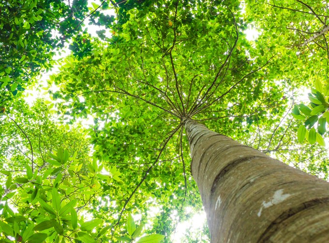 Fogadj örökbe egy városi zöldterületet! című cikk nyitóképe