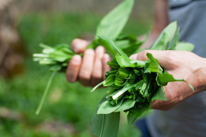 Mi a medvehagyma mérgezés tünete? Erre figyeljen, ha medvehagymát szedne! című cikk nyitóképe