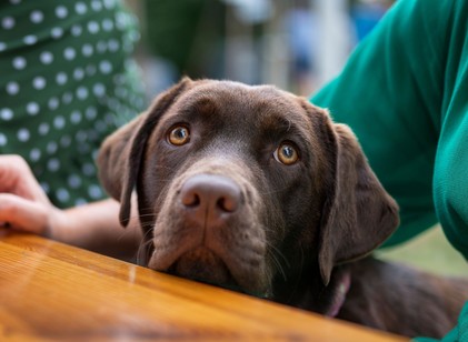Magányos eb vagy független társ? 6 kutya fajta, amelyik nem bontja le a lakást, amíg dolgozunk című cikk nyitóképe