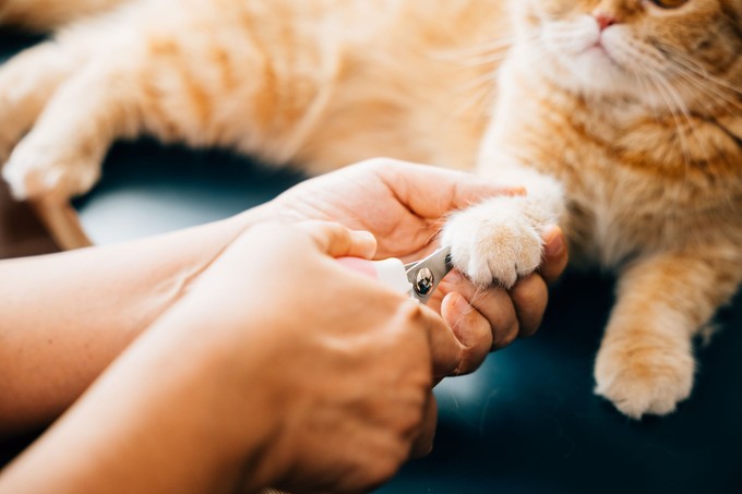 Le kell vágni a benti macska karmát? Állatorvosok szerint sok gazdi ezt rontja el otthon című cikk nyitóképe