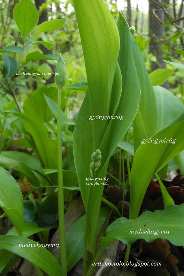 A gyöngyvirág levelei nem fokhagymaszagúak!
