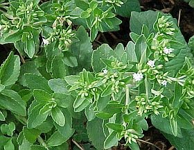 A jótékony hatású jázminpakóca titkai