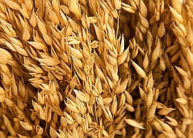 Fogyaszthat-e zabot, ha gluténérzékeny?