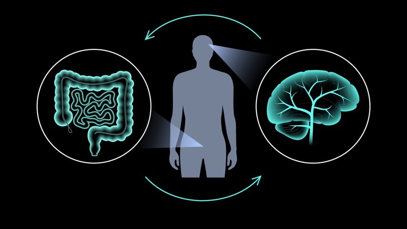 A bélflóra, a probiotikumok  és az agy - ingyenes előadásokon tanulhat róla