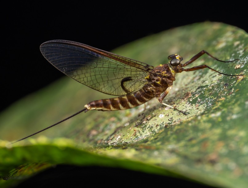 dunavirágzás, kérész, budapest