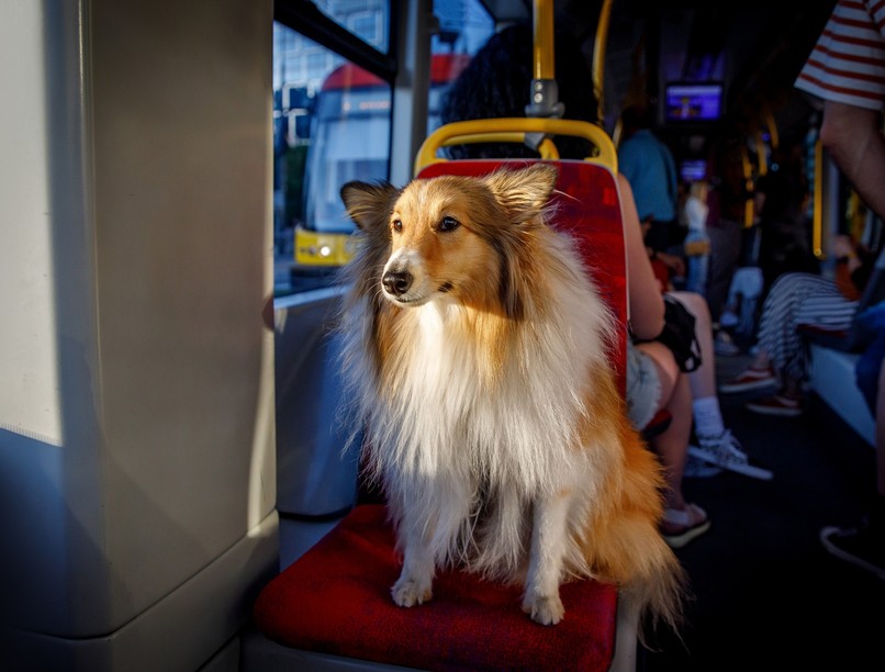 Díjmentes utazas kutya debrecen