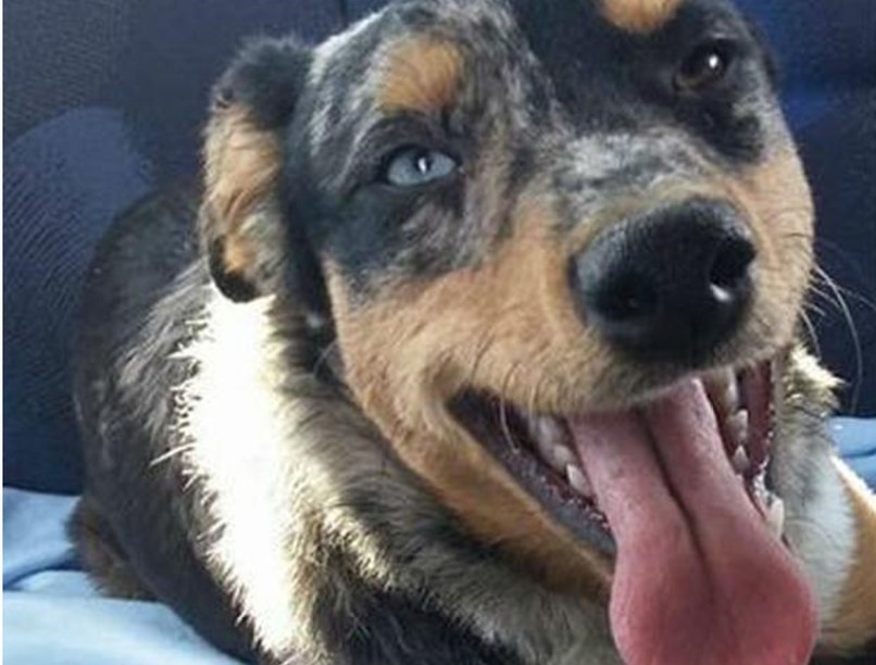 hűséges kutya, Hacsikó, kutya, kutya-gazdi, kisállatok egészsége