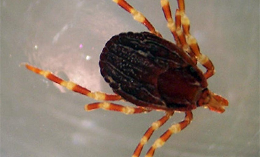 Itthon is jelen van a Hyalomma kullancs, aminek csípése veszélyes, a krími-kongói vérzéses láz vírusát hordozhatja. Ha ilyet talál magában, jelentse, és forduljon orvoshoz.