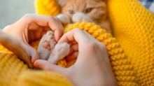 Ezért nem egedelmeskednek a macskák: nagy, ügyetlen, de szeretnivaló kiscicának néznek minket című cikk nyitóképe