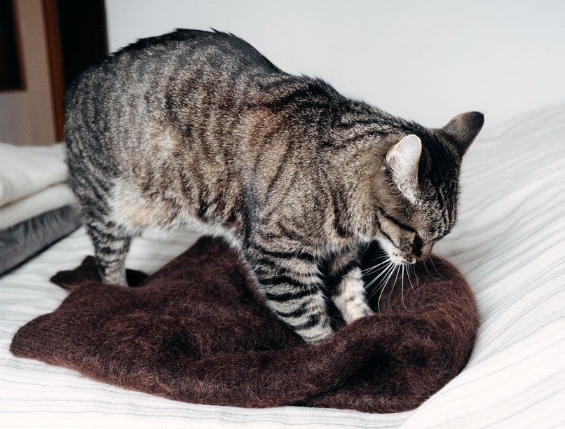 miért gyúr dagaszt macska