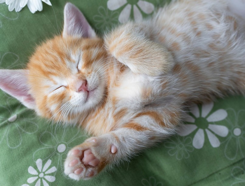 macska testbeszéd fül farok