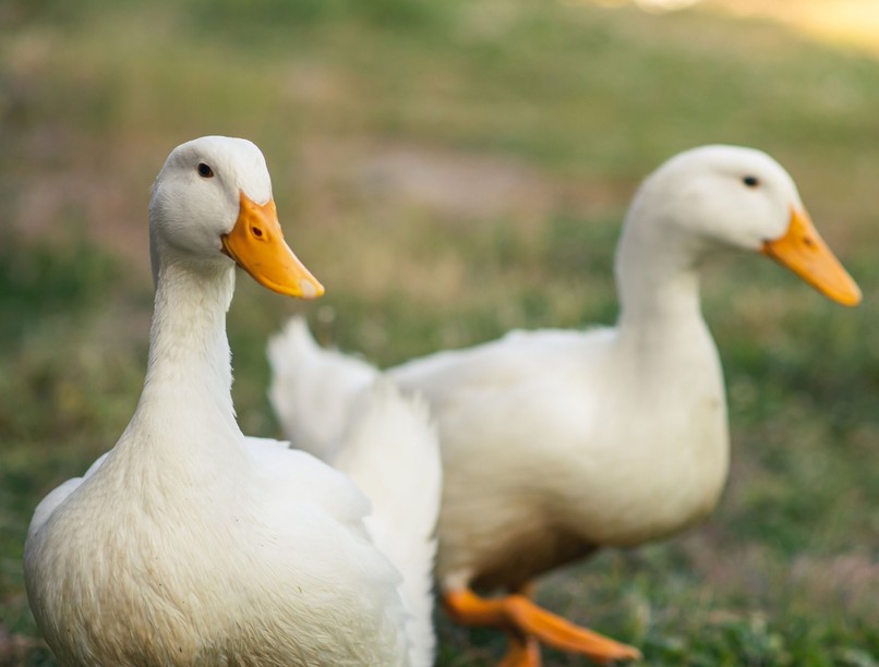 Nébih madárinfluenza baromfi járvány