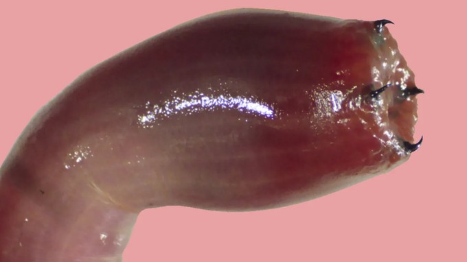 Fémfogú vérférgek: valóban léteznek! Videón, hogy miért nem érdemes velük szórakozni című cikk nyitóképe