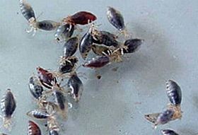 Kellemetlen lakótárs: a fejtetű (kampányháttér)