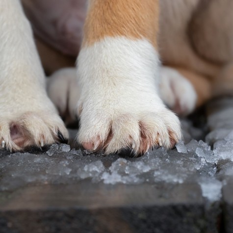 Jót teszünk-e a kinti kutyával, ha beengedjük a téli fagyban? A válasz meglepően egyértelmű című cikk nyitóképe