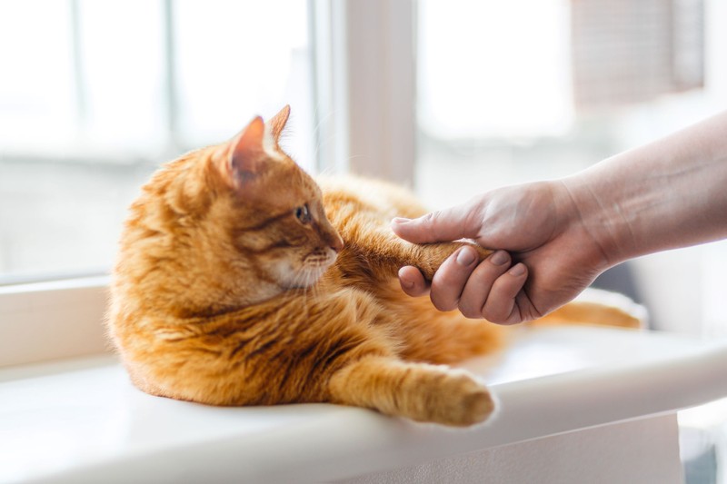 Honnan tudhatjuk, hogy a macskánk szeret minket? Még akkor is, ha nem egy bújós típus