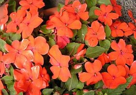 Bach-féle virágterápia